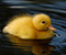 Piękny Śliczne Żółty Duckling