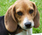 Beagle Manisnya Puppy