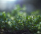 Slatka Light trava Biljke