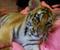 Tiger Cub Baby Cat Big