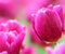 Tulips Pink Blossoms kelopak bunga