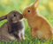 Çim üzerinde sevimli tavşanlar