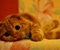 Cat Bed Orange Feline