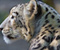 Snow Leopard Big Cat