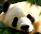 Cute Baby Panda patrzy na ciebie