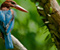 Kingfisher Kuş