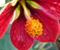 Kırmızı Abutilon Çiçek Latern
