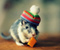 Cute Little Mouse Dengan Funny Hat
