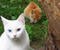 White Cat With Friend