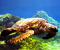 cute vody korytnačka