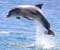 mielas delfinas