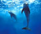 dve roztomilé delfín