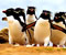 roztopašného Penguins
