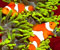 kembar warna-warni ikan