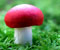jamur merah 1