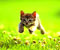 runner baby cat