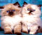 сиамски котки