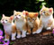 empat kucing memandang ke hadapan