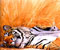 sleeping tiger 01