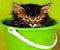 cute kitten in bucket