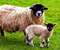 cute sheep lamb