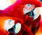 двойните червени папагали