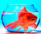 goldfish in bell glass