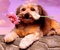 çiçek ile romantik köpek