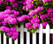 purpursarkani dārzs ziedi