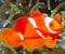 oranžové ryby pod vodou