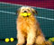tenis anjing