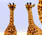 kūdikių Žirafa ir jų motinos