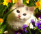 kucing di bunga-bunga