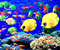 farebné ryby pod vodou