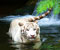 white tiger in waterfall