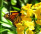 kupu-kupu dengan bunga-bunga kuning