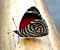 trispalvė drugelis