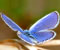 лід синя метелик
