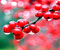 merah cranberry pada cabang