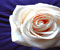 kolega bijelo ljubav ruža