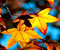 őszi levelek a gallyat