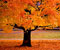 žuto lišće jesen stablo