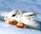 horské králik v snehu