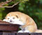 šuo miega ant suoliuko