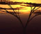 amazon fa naplemente