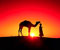 , saulėlydžio dykumoje kupranugaris
