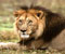 African lions nervous glance