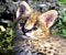 Afrička serval slatka mačića