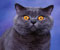 smoke cat with yellow eyes