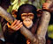 baby chimpanzee on bough